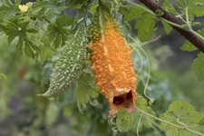 Kudret Narı Hapı Kullanımı ve Faydaları Nelerdir?