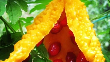 Kudret Narı Çayı Kullanımı ve Faydaları Nelerdir?