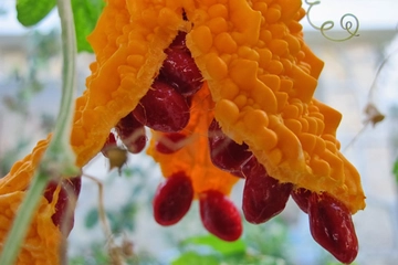 Kudret Narı Nasıl Kullanılır?